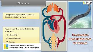 Hemichordata Chordates and Vertebrates  Animal Kingdom  Biology  Class 11th  iPrep [upl. by Lezley]