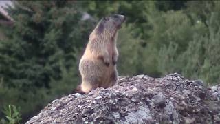 I quotfischiquot delle marmotte [upl. by Joelle]