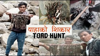 Toad hund  पाहाको सिकार  wild toad hunt  Himalayan hunter [upl. by Briano]