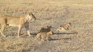 Boteti Tented Camp Lion Cubs in Moremi [upl. by Christiansen]