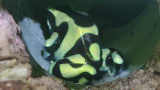 Dendrobates auratus ухаживает за своим потомством [upl. by Brownson]