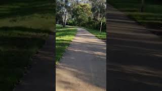 BICYCLE WORK COMMUTE IN AUSTRALIA cat [upl. by Jeannette222]