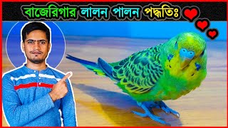 শখ করে পোষ মানানোর জন্য বাড়িতে বাজেরিগার লালন পালন পদ্ধতি 🐦 Method to tame amp foster budgies 💖 jactok [upl. by Eciruam]