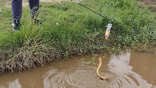 PESCA de ANGUILAS EN CANAL con BOTELLAS Y LINEAS pescaurbanafishing pescaria [upl. by Hough]