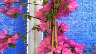 Indoor Tropical Plants Overwintering The Bougainvillea Phalaenopsis and Oncidium Sharry Baby [upl. by Woodley]