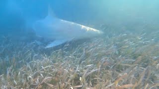 Shark Fishing Islamorada Florida Keys Amazing [upl. by Redna]