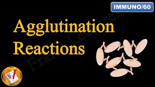 Agglutination Reactions FLImmuno60 [upl. by Greiner746]