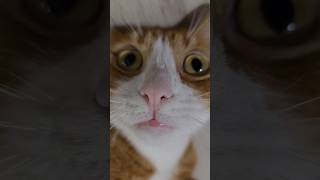 Crazy look 😸🙀🐾 shorts trending cat catlover catshorts youtubeshorts funny meow cattok [upl. by Ahael958]