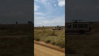 Stay connected for part Twoo Serengeti tour [upl. by Dan]