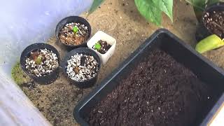 Colocasia seed propagation thefirstplant [upl. by Acinad]