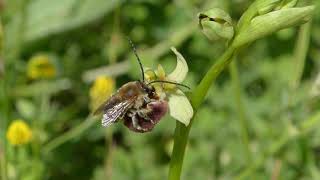 Ophrys gracilis con Eucera sp pseudocopulation [upl. by Derrik]