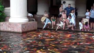 Feeding the Koi Fish at Marriott Lihui Kauai 2009 [upl. by Elocal]