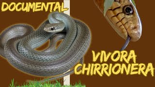 La serpiente más RAPIDA de Mexico y América  la VIVORA CHIRRIONERA😰 corto documental [upl. by Nobe]