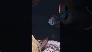 rivulatus eggs fishtank cichlid foryou [upl. by Aerdnaz519]