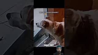 Why is this dog shaking  trolface troll trollface shortsfeed shorts trending youtubeshorts [upl. by Ami348]