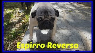 Espirro Reverso [upl. by Essirahc]