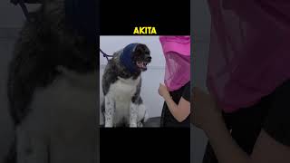 Akita  😲 Most dangerous dog breed in the world [upl. by Ansilme]