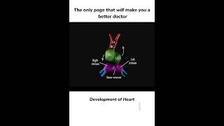 Development of heart heart hearttouching [upl. by Ecnahs]