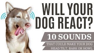 WILL YOUR DOG REACT  10 SOUNDS TO TRY WITH YOUR DOG DOG SOUND TEST REACTION [upl. by Navanod229]