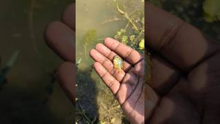 I helped 1 fish go home 🏠 Amazing fish 💯 shorts animals vairalvideo shakibshakil10 [upl. by Beaston]