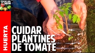 Como cuidar una planta de tomate recien germinada  Riego Sol Transplante cosasdeljardin [upl. by Lorinda]