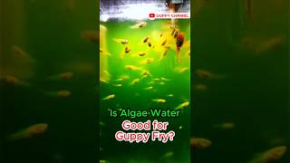 Is Algae Water Good for Guppy Fry  aquarium guppyfishtank fishtank chill [upl. by Aynom413]