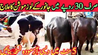 Diarrhea Loose Motion In Cow Buffalo And Other Animals Best Solution  Global Village Farming [upl. by Jentoft]