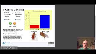 Drosophila Genetics Model  Apterous vs WildType [upl. by Filomena]