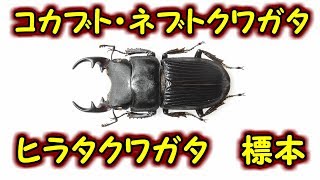 【クワガタ・カブトムシ】【昆虫標本】クワガタ・コカブトの標本を作ってみた。【Lucanidae・Dynastinae】 [upl. by Nwahsek]