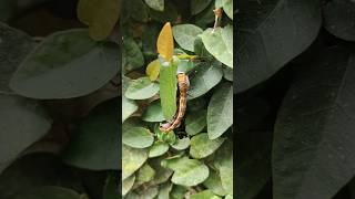 Enjoy the leaf caterpillar [upl. by Ahsar]