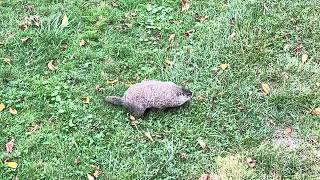 Groundhog Eating a Frozen Pierogi  Pittsburgh Pa Where else [upl. by Nosahc]