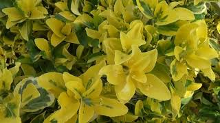 Golden Euonymus japonicus Aureomarginatus [upl. by Auqcinahs]