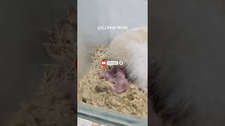 Hamster🐹🐹 babies 😍in tamilhamsters babies update [upl. by Idonna]