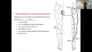 Dermatomes amp myotomes of lower limb [upl. by Aurore]