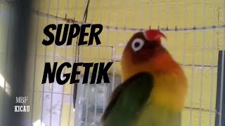 LANGSUNG KONSLET SETELAH DENGAR SUARA LOVEBIRD INI BISA DIGUNAKAN UNTUK TERAPI LOVEBIRD PAUD [upl. by Znieh]