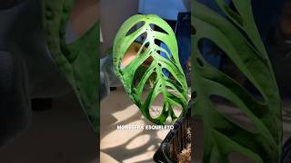 Favourites from some previous videos indoorplants plantchores houseplants favorite plantlover [upl. by Tichon]