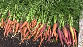 HUGE 100 Organic Carrot Harvest 20 Pounds from 9 Square Feet [upl. by Yrannav395]