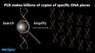 How does PCR work The polymerase chain reaction explained [upl. by Milt437]