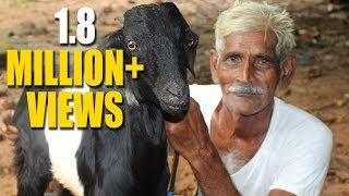 Full Goat Biryani Recipe Cooking My Gradpa village style  Mutton Biryani [upl. by Us966]