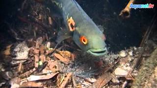 Crenicichla marmorata im natürlichen Habitat des Rio Tapajos [upl. by Aniluap]