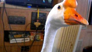 Pet indoor goose [upl. by Porcia]