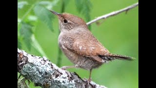 Three wrens [upl. by Lilah]