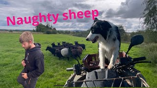 Incredible young border collie herding difficult sheep amazing dog cam [upl. by Pallua]