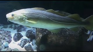 Aquarium Flunder Sea Robin Knurrhahn Hecht Pike [upl. by Duax367]