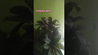 cordyline plant ll shorts ytshorts youtubeshorts trending viral [upl. by Roane]