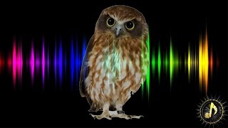 Owl Hoot Sound Effect [upl. by Acinok174]