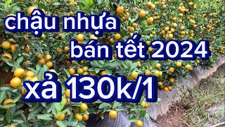 có 200 cây chậu nhựa bán tết 2024 giá quất chậu nhựa lh 0866818538 quất cảnh tết [upl. by Fiona618]