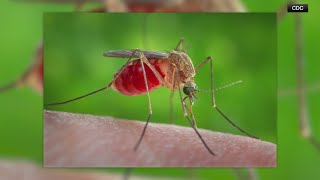 3 new West Nile deaths have been reported in the Midwest [upl. by Nois]