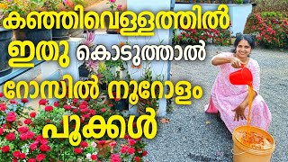 റോസയിൽ ഈ വളം നിർബന്ധം best fertilizer for rose plant [upl. by Lilllie]