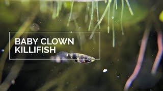 Clown Killifish Fry [upl. by Nnylarat]